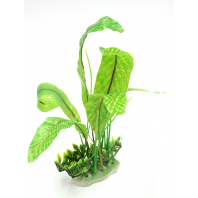 Roślina do terrarium ASPLENIUM DUŻE paproć 30cm  na podstawce